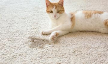 Первая помощь в выведении пятна от мочи кота на ковре